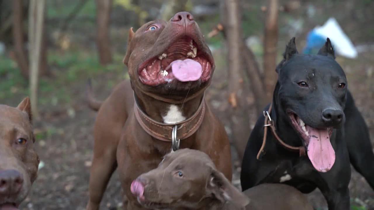 比特犬集中营,户外撒欢追逐咬轮胎!口水浸湿了轮胎,大嘴口水怪