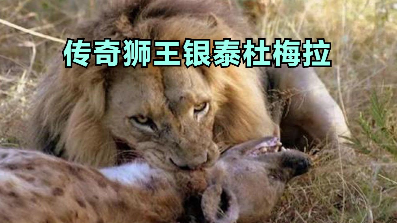 传奇狮王银泰杜梅拉连杀两任鬣狗女王却死在米国佬手下