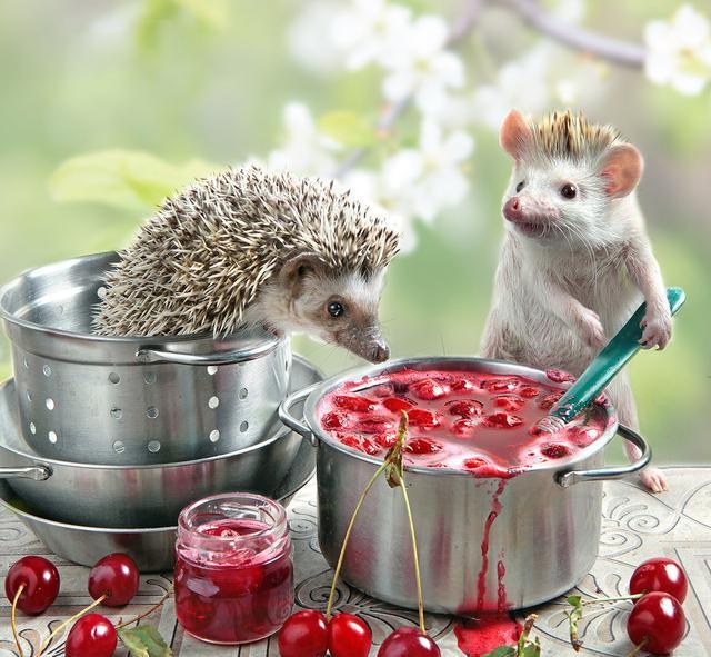 12张刺猬乱入厨房的精彩瞬间:把胡萝卜削成了哑铃,还用来健身