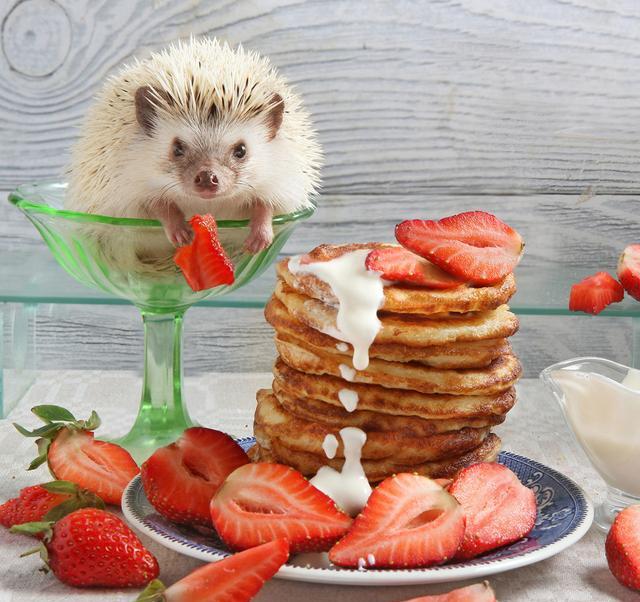 12张刺猬乱入厨房的精彩瞬间:把胡萝卜削成了哑铃,还用来健身