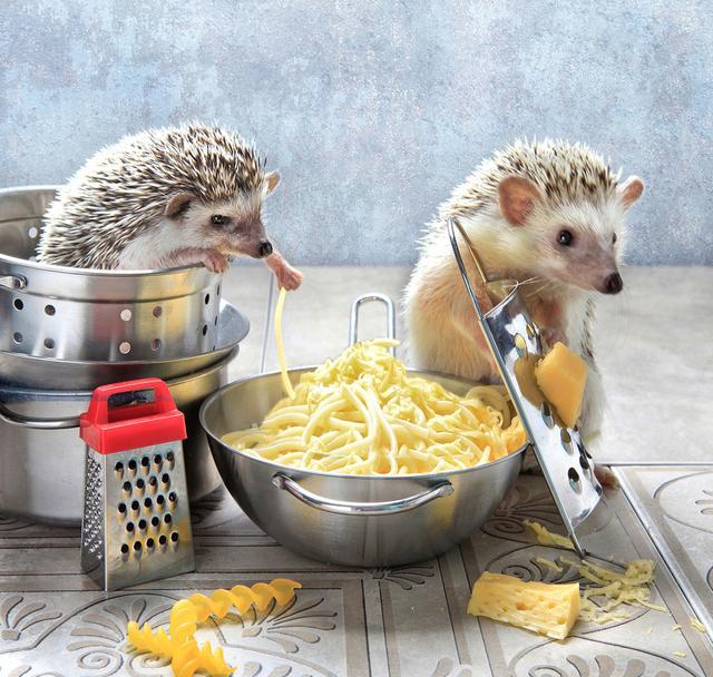 12张刺猬乱入厨房的精彩瞬间:把胡萝卜削成了哑铃,还用来健身