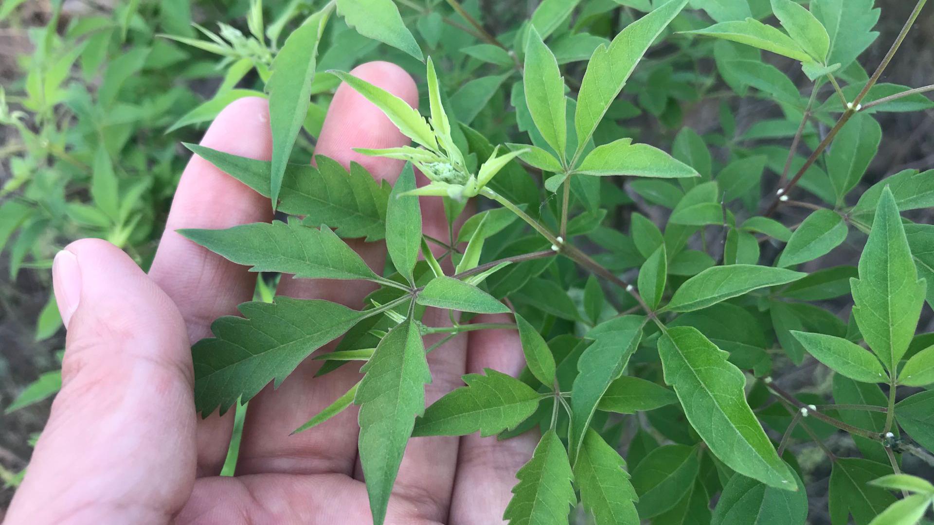 不要小瞧了"黄荆叶",用于脚气脚臭脚癣,效果奇佳!