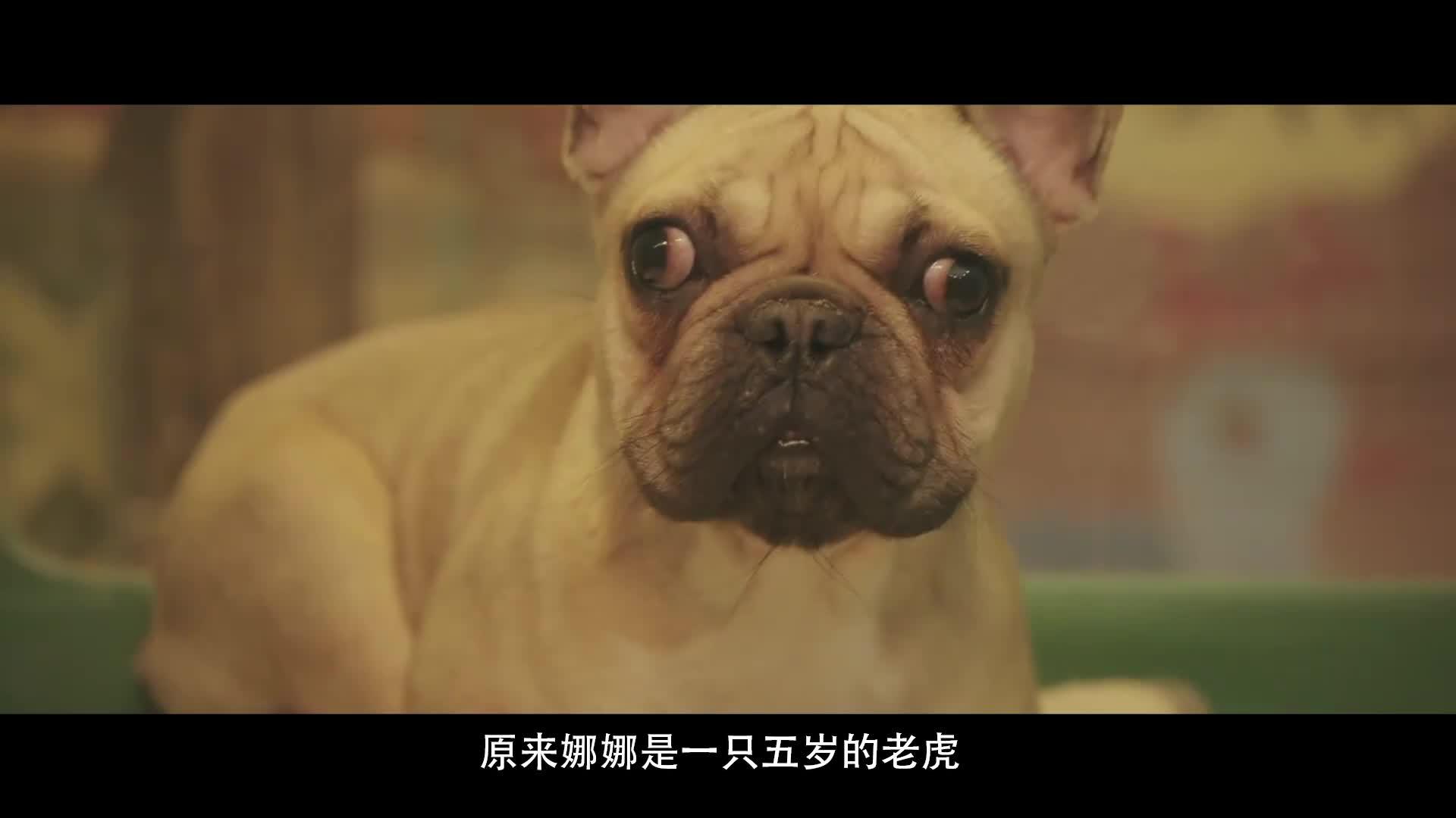 咕咕大片速看-阳光劫匪:马丽和宋佳为营救老虎,携手出击!