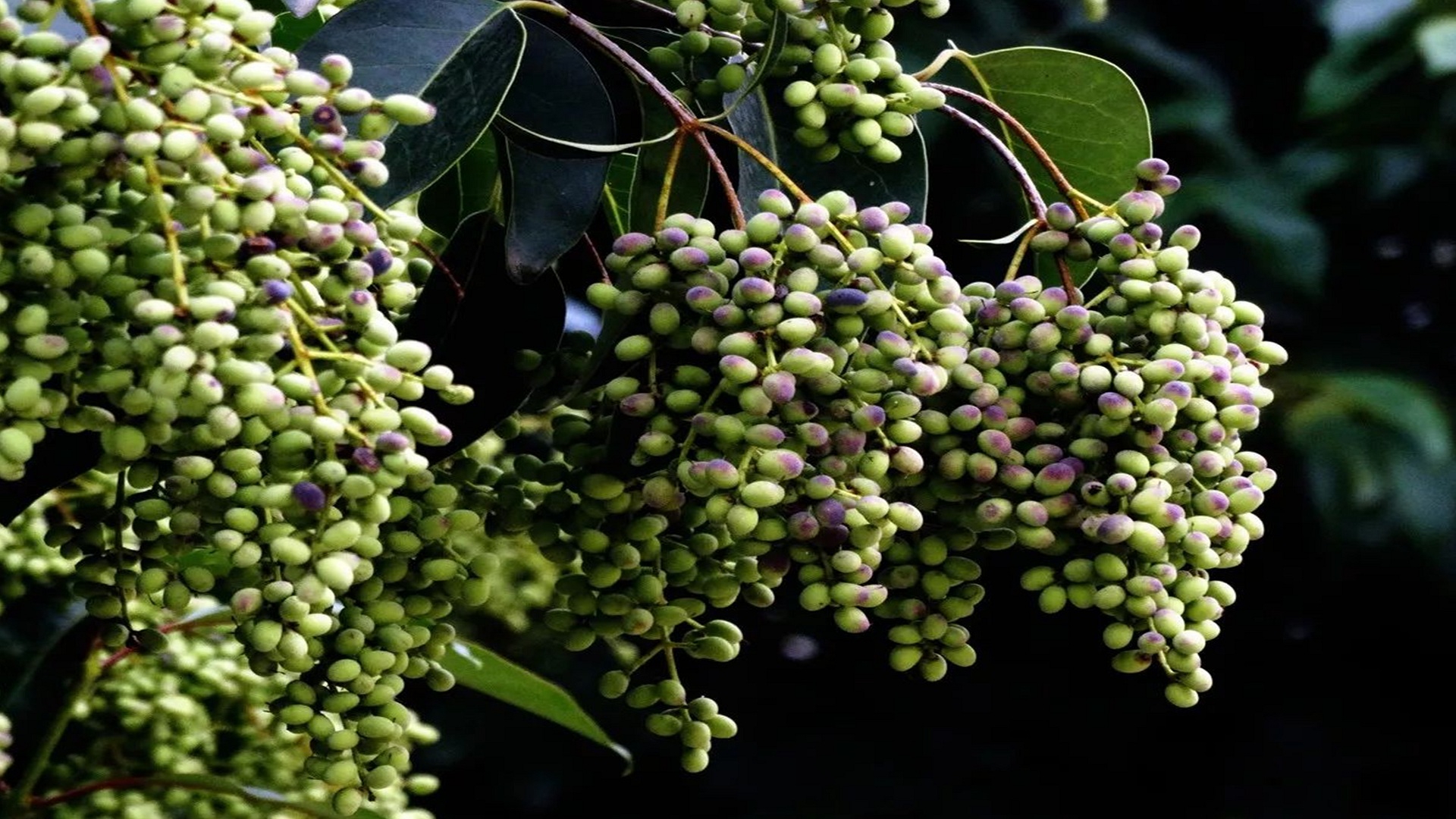 好多人不知道女贞子的珍贵?这2个用途,男人女人都喜欢