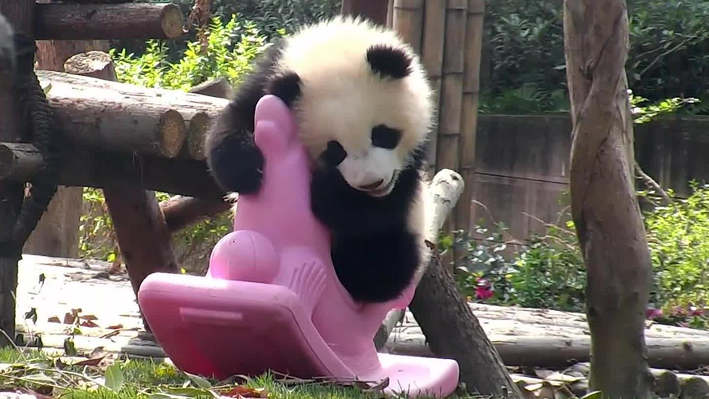 激萌小熊猫首次玩木马,看上去需要一个驾驶教练来教一教