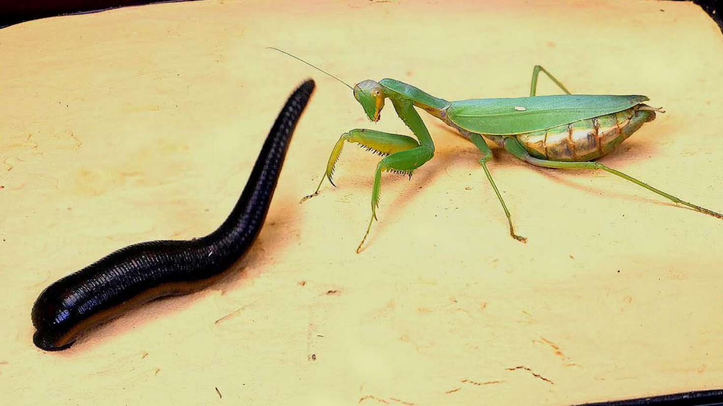 螳螂与水蛭的对决,仅凭一招就分出了胜负,千万不要眨眼