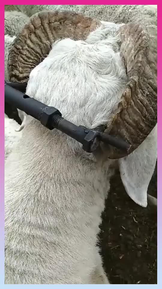 自制羊角矫正器,自然生长不可逆,师傅你还是不懂行啊!_手机新浪网