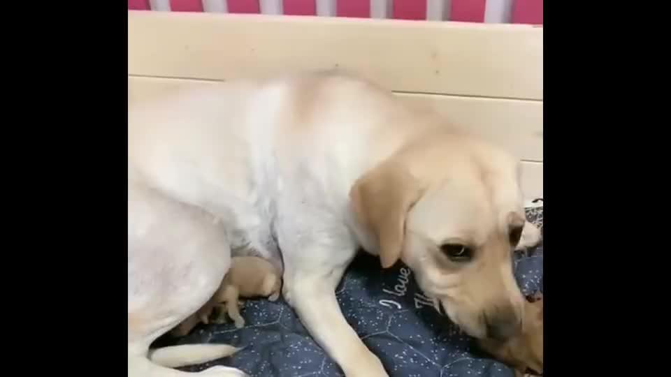 拉布拉多犬赛文又霸占石榴的孩子,这小模样太可爱了,萌萌哒