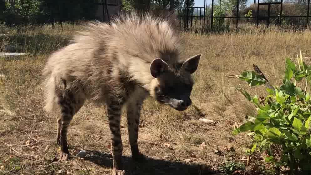 近距离观赏棕毛鬣狗,长毛很是亮眼!很可爱,性情却是十分凶悍的