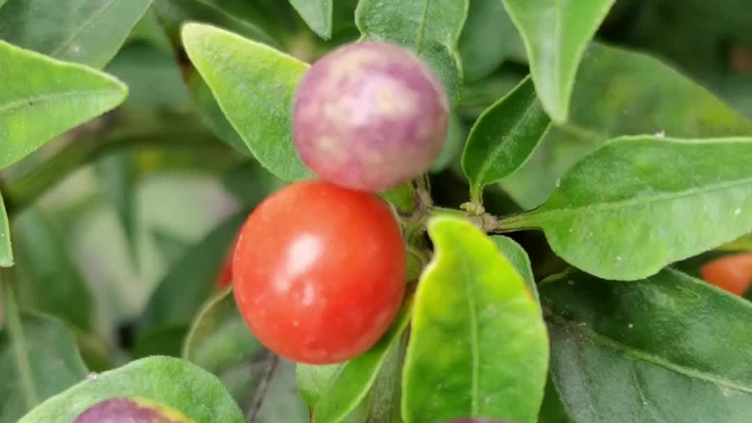 五彩椒果实原创视频