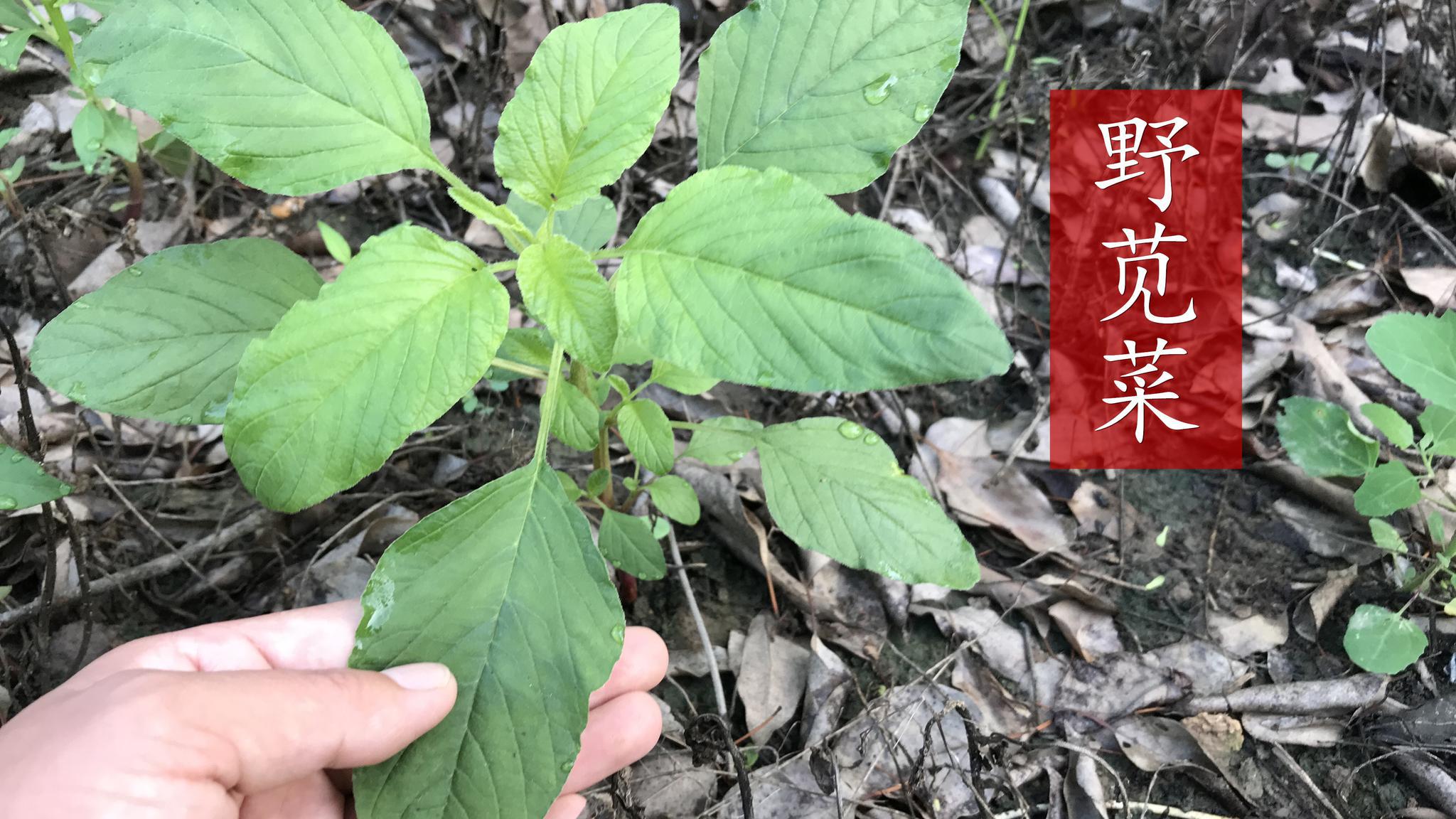 食用野苋菜对人有3大好处,你知道吗?老人和孩子最适合哦