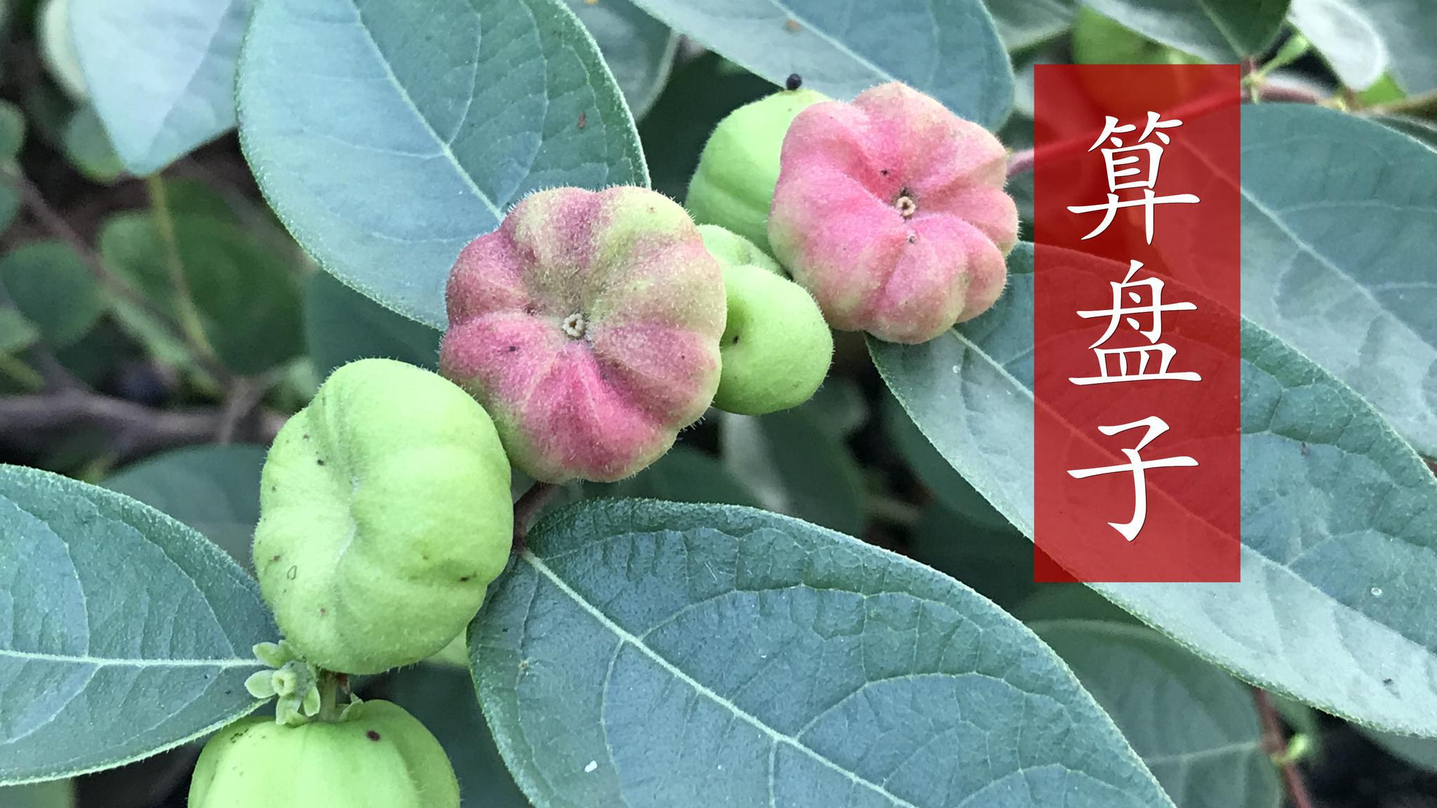 农村罕见的中药材算盘子,很多人不知道,快看看到底有啥用?