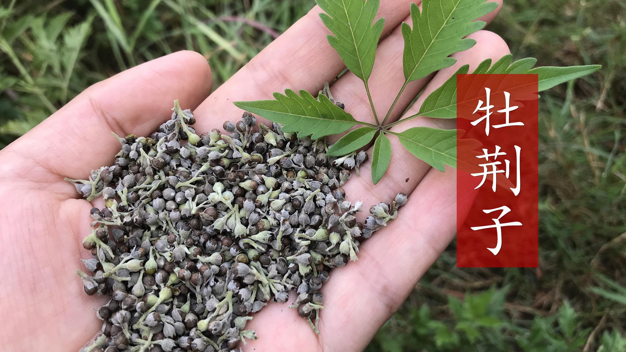 山上的牡荆籽成熟了,8月正值采摘,看视频一起了解下用途吧