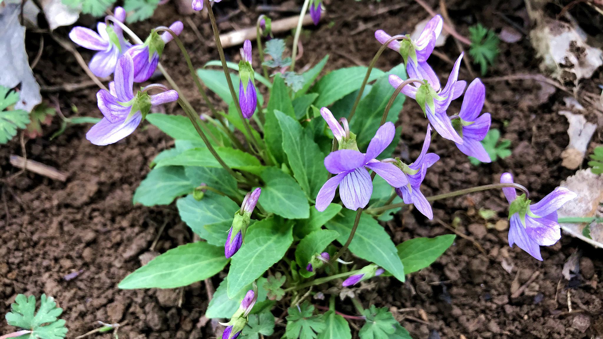 犁头草有啥珍贵?原来价值这么高,好多人还不知道,摘些回家煮水