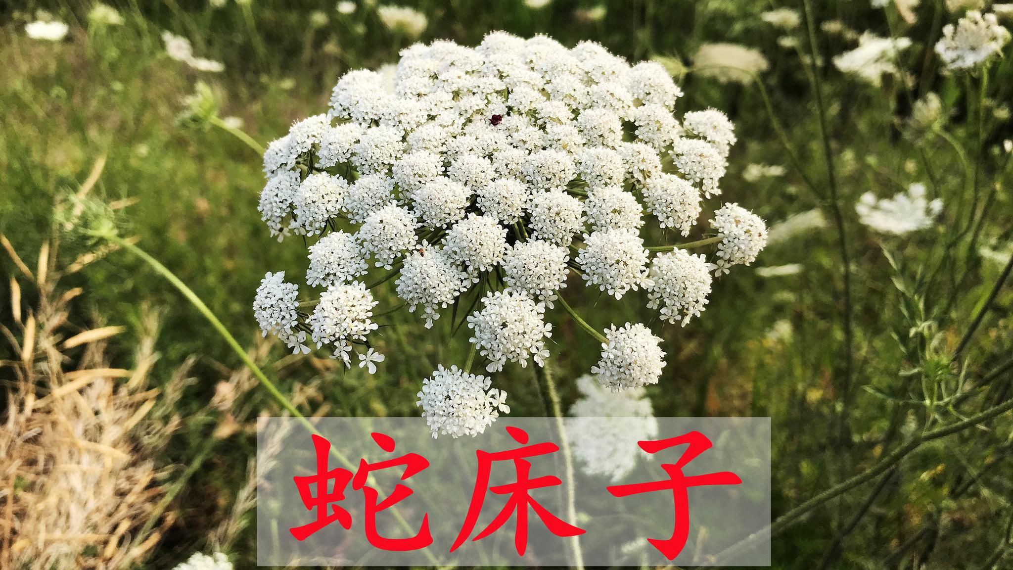 农村常见的蛇床子,原来价值那么好,城里卖到70一斤,你认识吗?