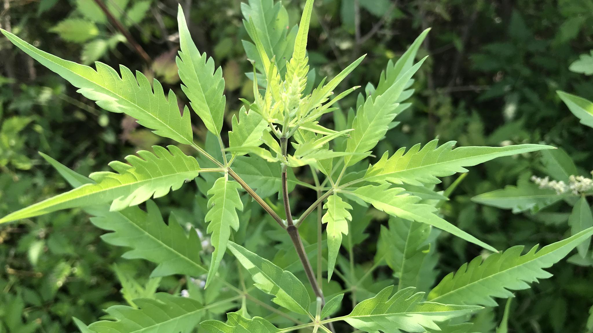 黄荆在农村成了香饽饽,晒干烧成灰有3大用途,还成了抢手货