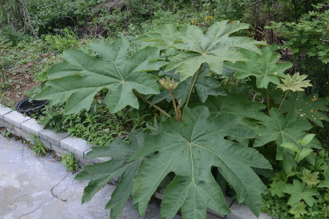 通脱木人称通草,以前农村用来喂猪,挖根来煲汤,产妇喝了能通乳|植物|奶水|根茎|奶粉_新浪新闻