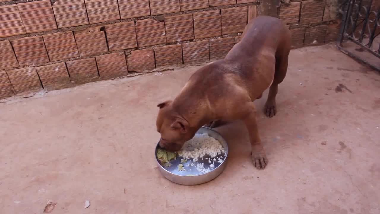 饭量比成年男性还大的比特犬 生牛肉粒搭配土鸡蛋白米饭一起吃 饭量比成年男性还大的比特犬 生牛肉粒搭配土鸡蛋白米饭一起吃