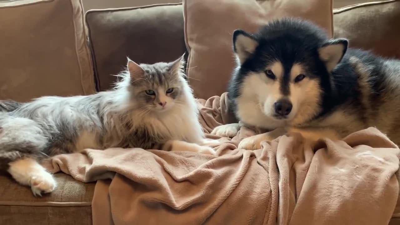 高冷的猫老大面对哈士奇的热情示好,完全不为所动