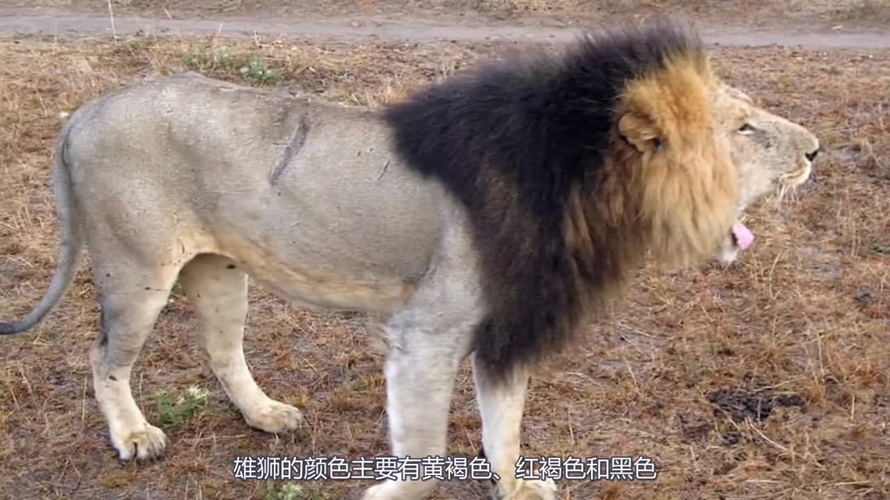 非洲狮单挑亚洲狮,谁才是猫科动物里的真正王者?