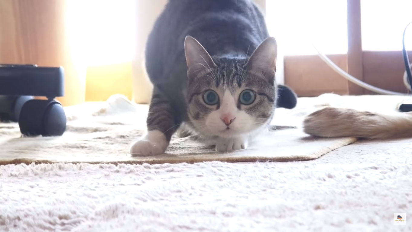 6年了,你还记得这首魔性歌曲,与奥尼尔抖肩表情包吗?