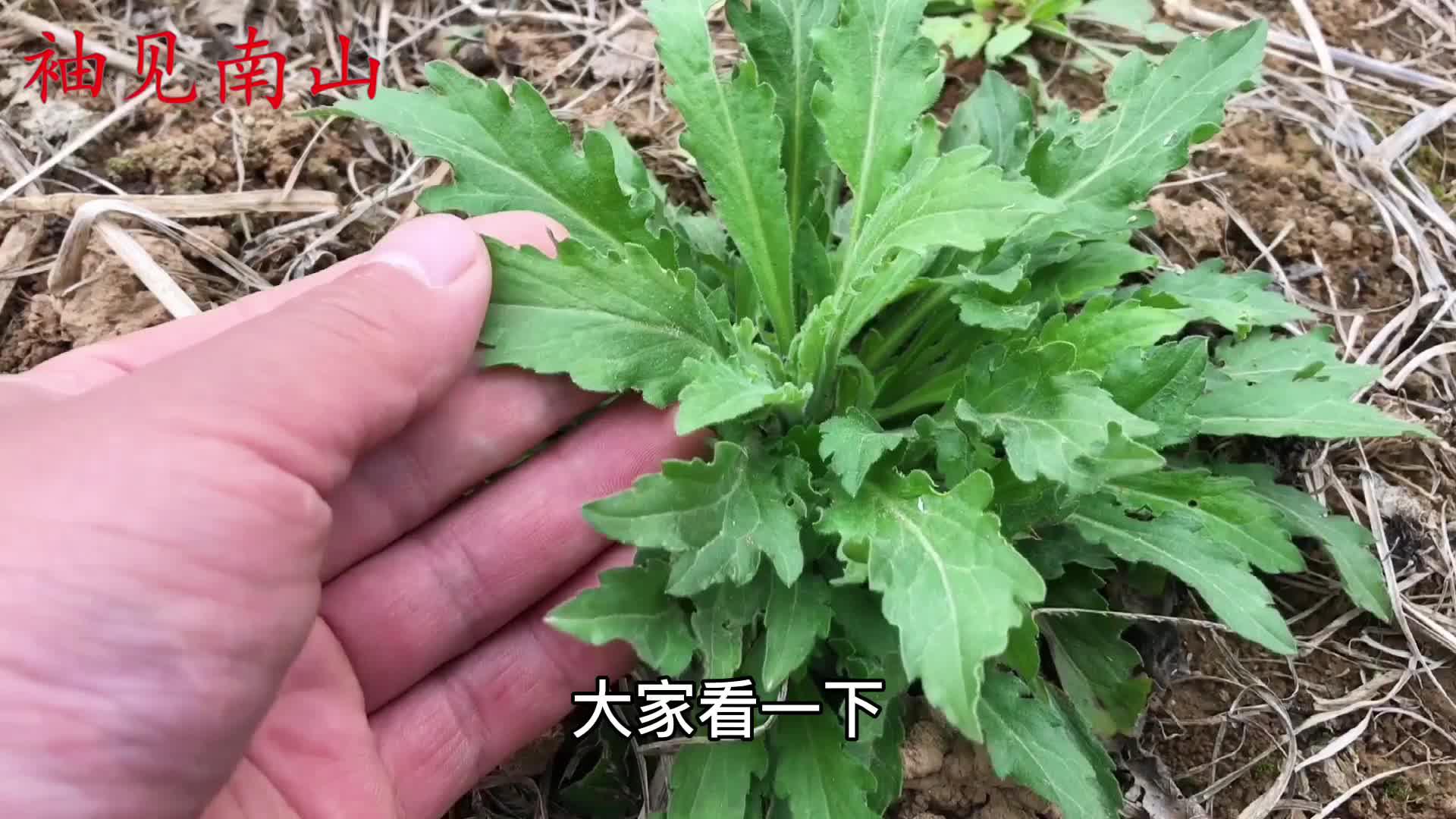 这才是小蓬草的正确用途?好多人不知道,看完别再当草锄掉_新浪新闻