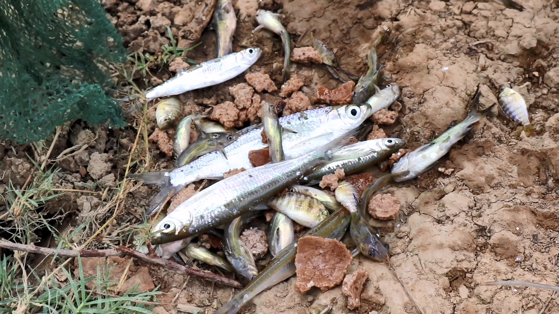 农村美女河边下网网鱼,下了6个网,看看收获如何?意外惊喜