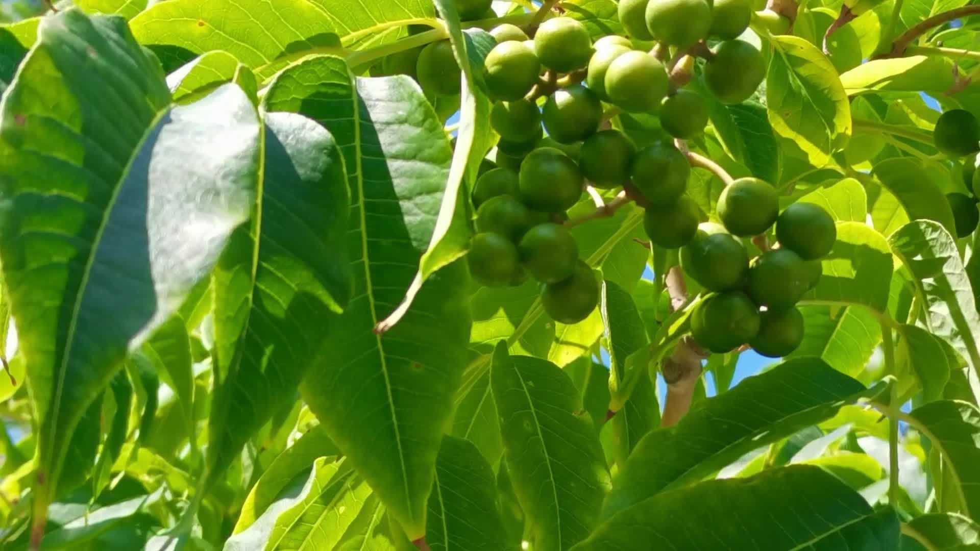 黄檗树果实,原创视频|黄檗树|果实_新浪新闻