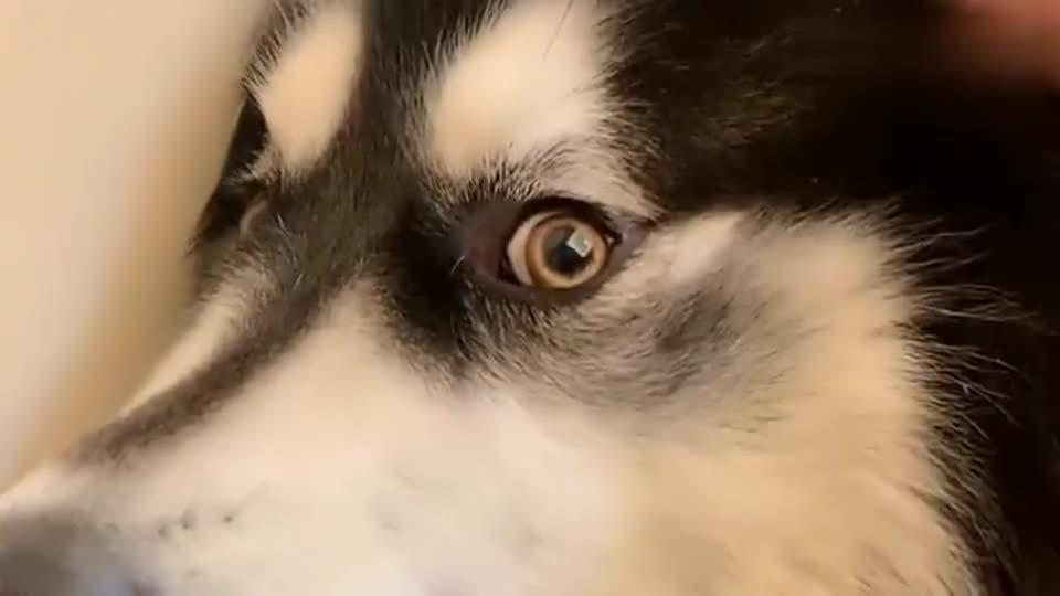 阿拉斯加笑起来真可爱忍不住亲了一下狗子本汪再也不干净了