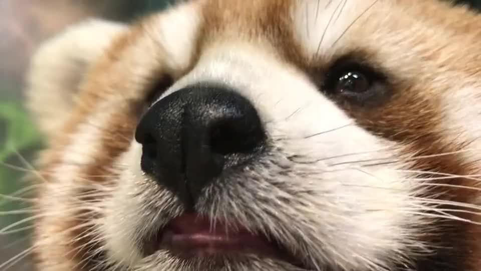 为您推荐: 小浣熊偷食物,被发现后的反应太搞笑,浣熊:看不见我看不见