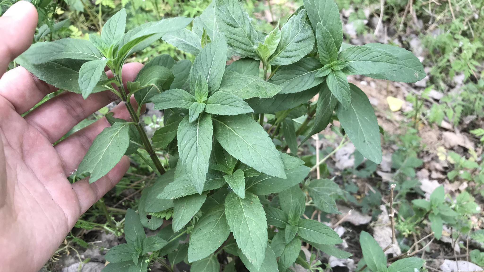 路边发现了一种野生薄荷,有啥用途与好处?看视频了解下吧!