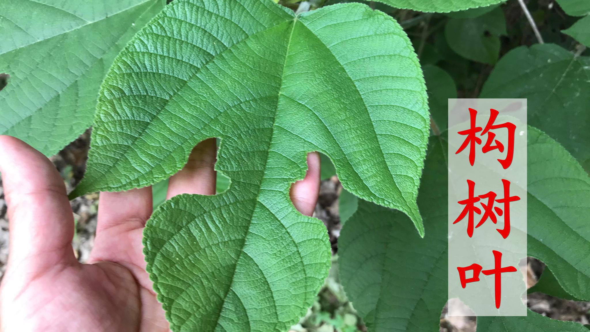 不值钱的构树叶还是宝,老奶奶教我一招,生活中或许你也用得到