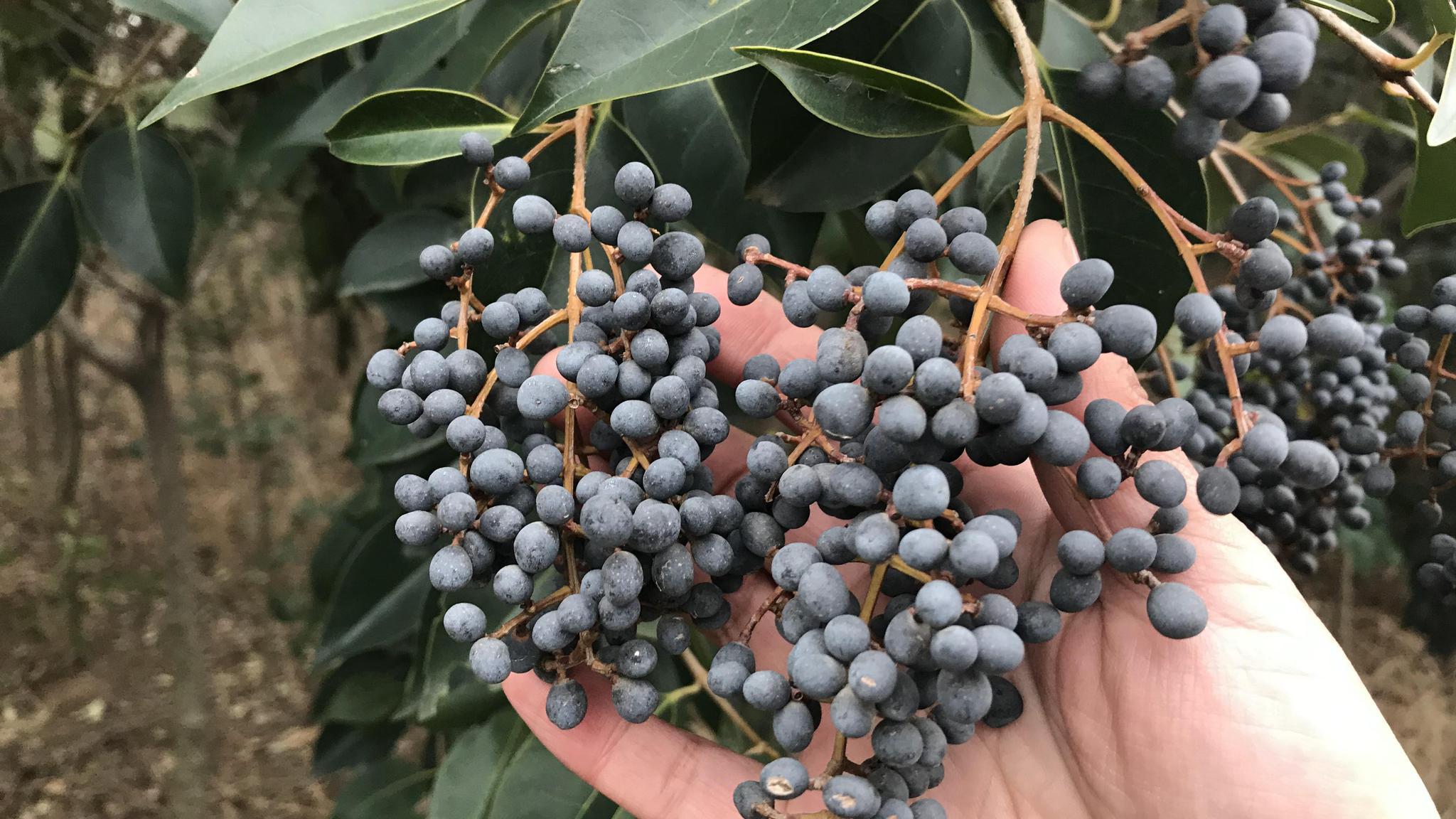 路边的女贞子煮水,想不到价值那么高?遇见记得采摘回家