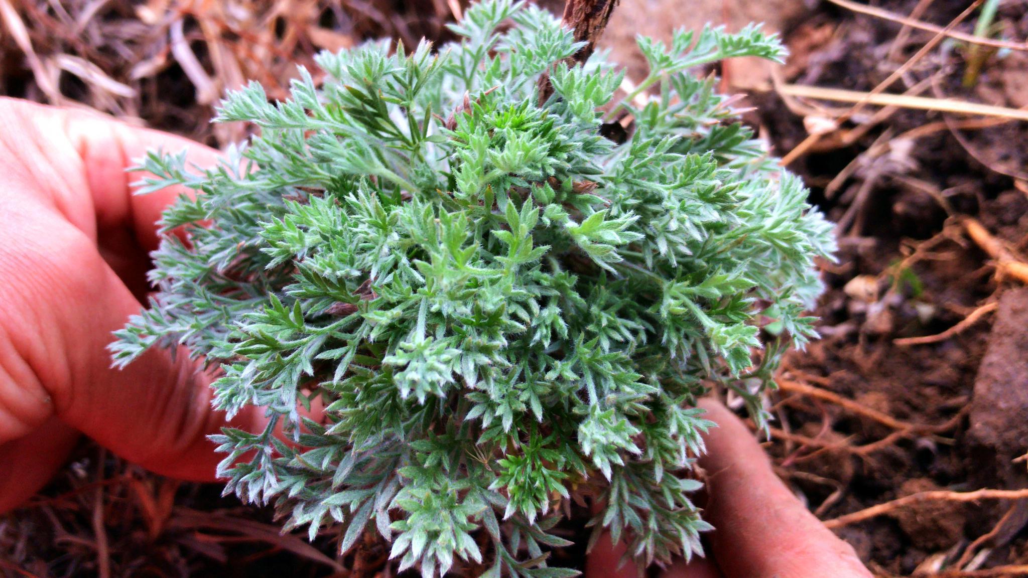 农村常见的白蒿煮水,原来价值这么高?总算是挖到了