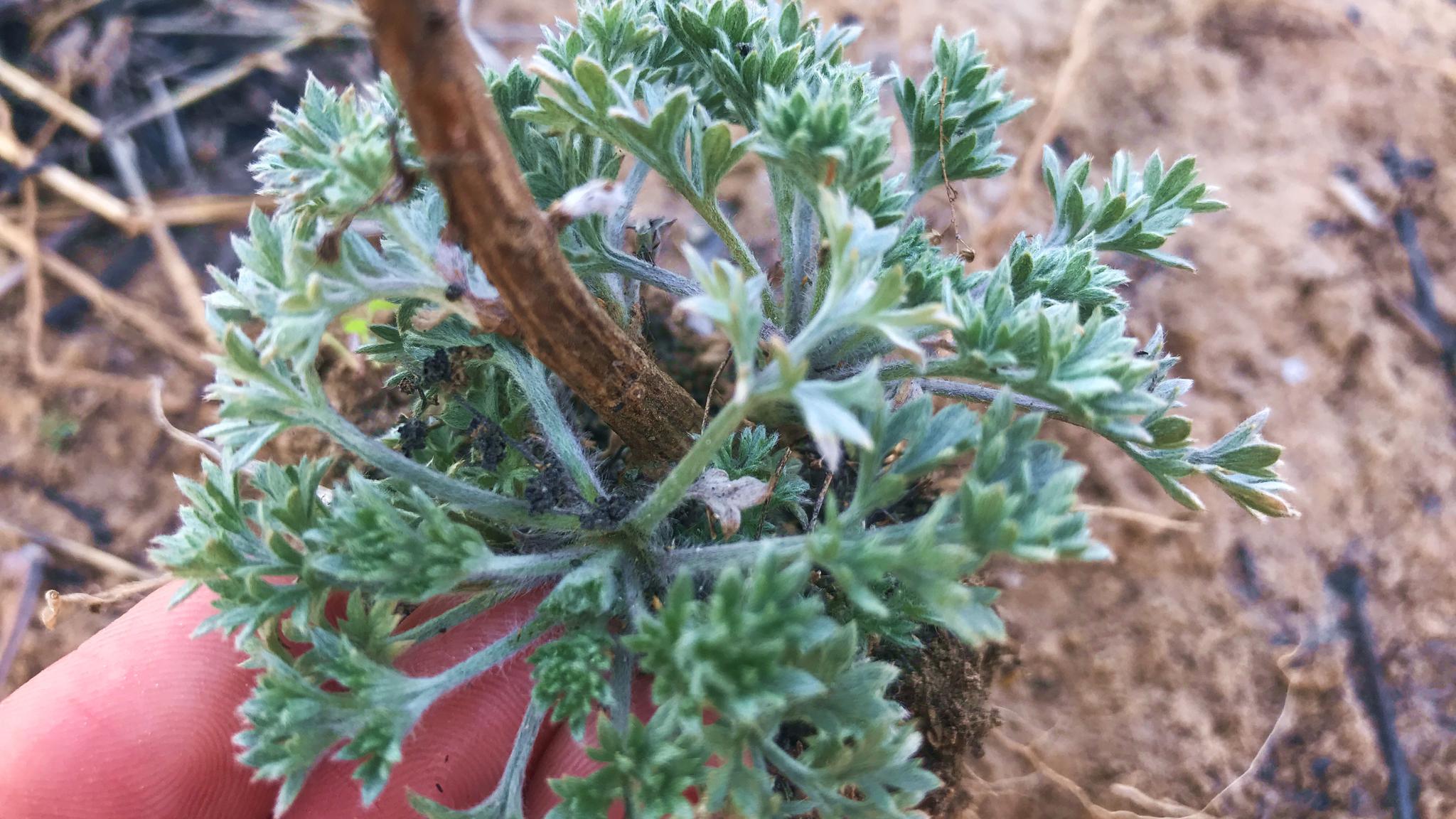 植物白蒿别名"茵陈",好多人不知它的珍贵?遇见挖回家