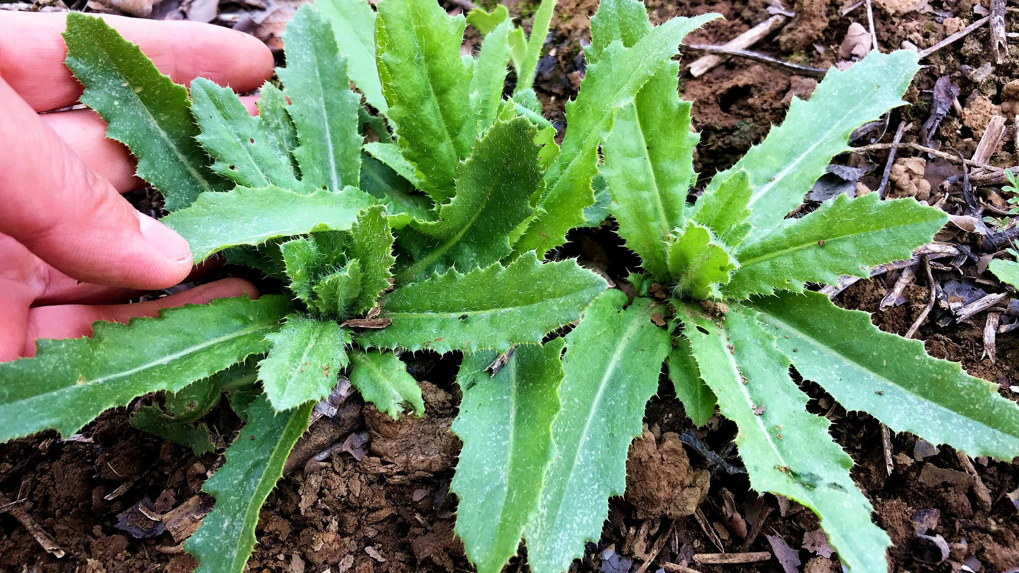 农村的七七芽俗称"刺儿菜",没想到它有这么好的价值?快看看吧