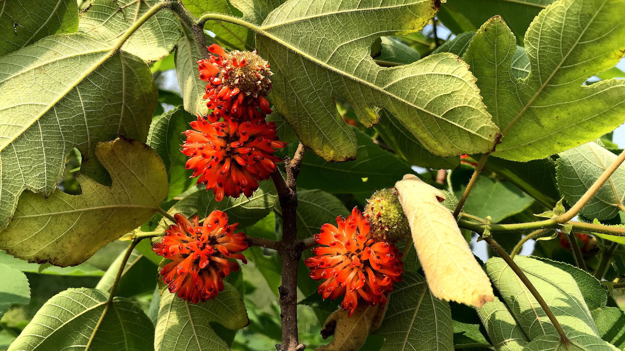 构树果,人称天然肾宝,到底有啥价值?解决不少烦恼