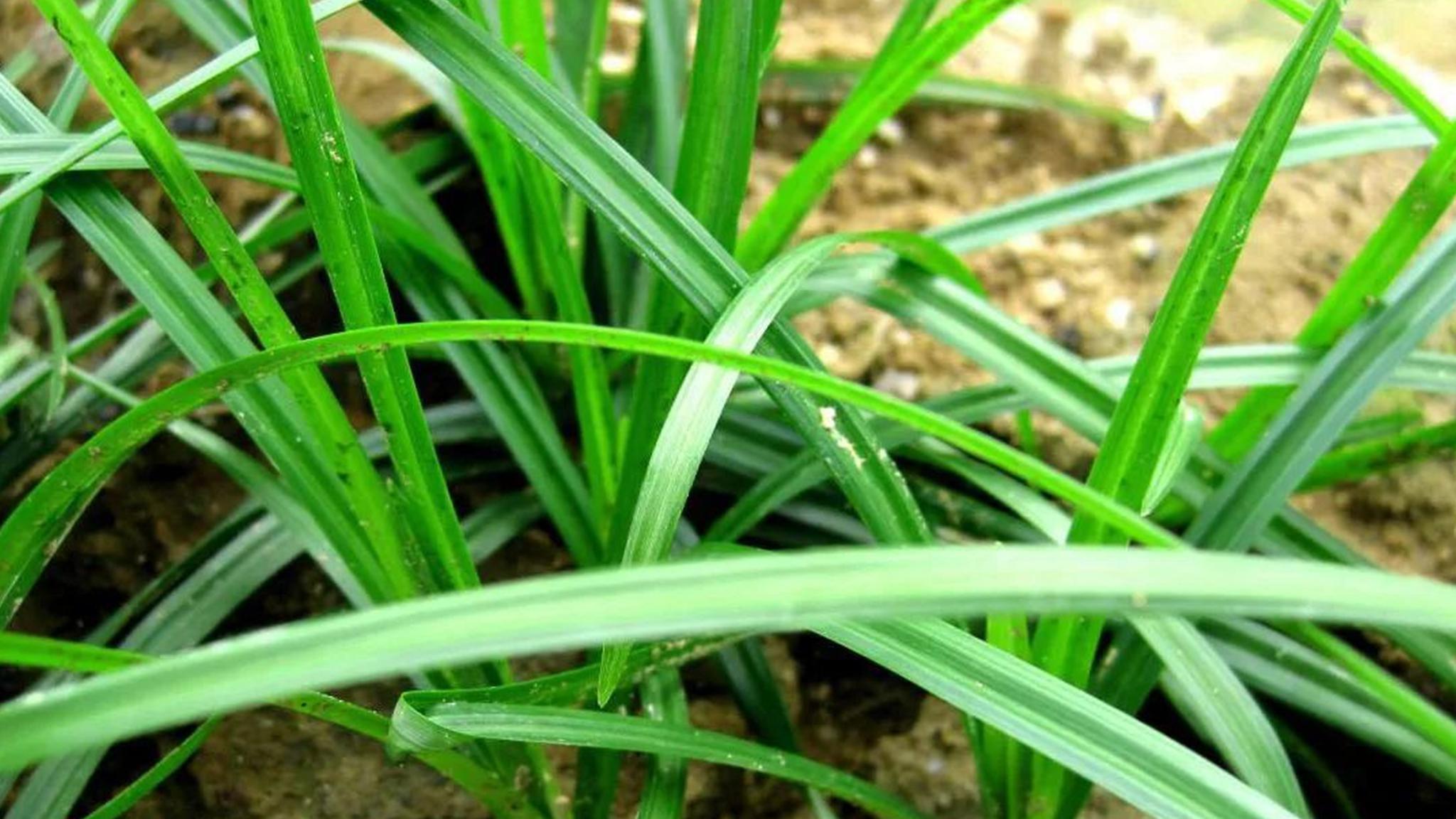 田间害草"雷公头"根似红薯,价值高,生活中解决不少男女烦恼