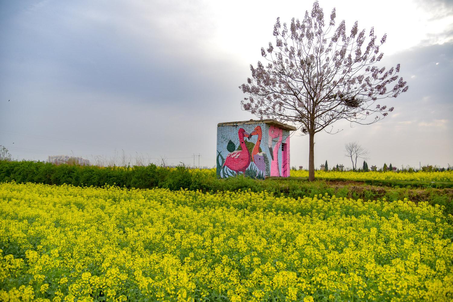 西安泾河新城大片油菜花盛放 花海中小房子成亮点