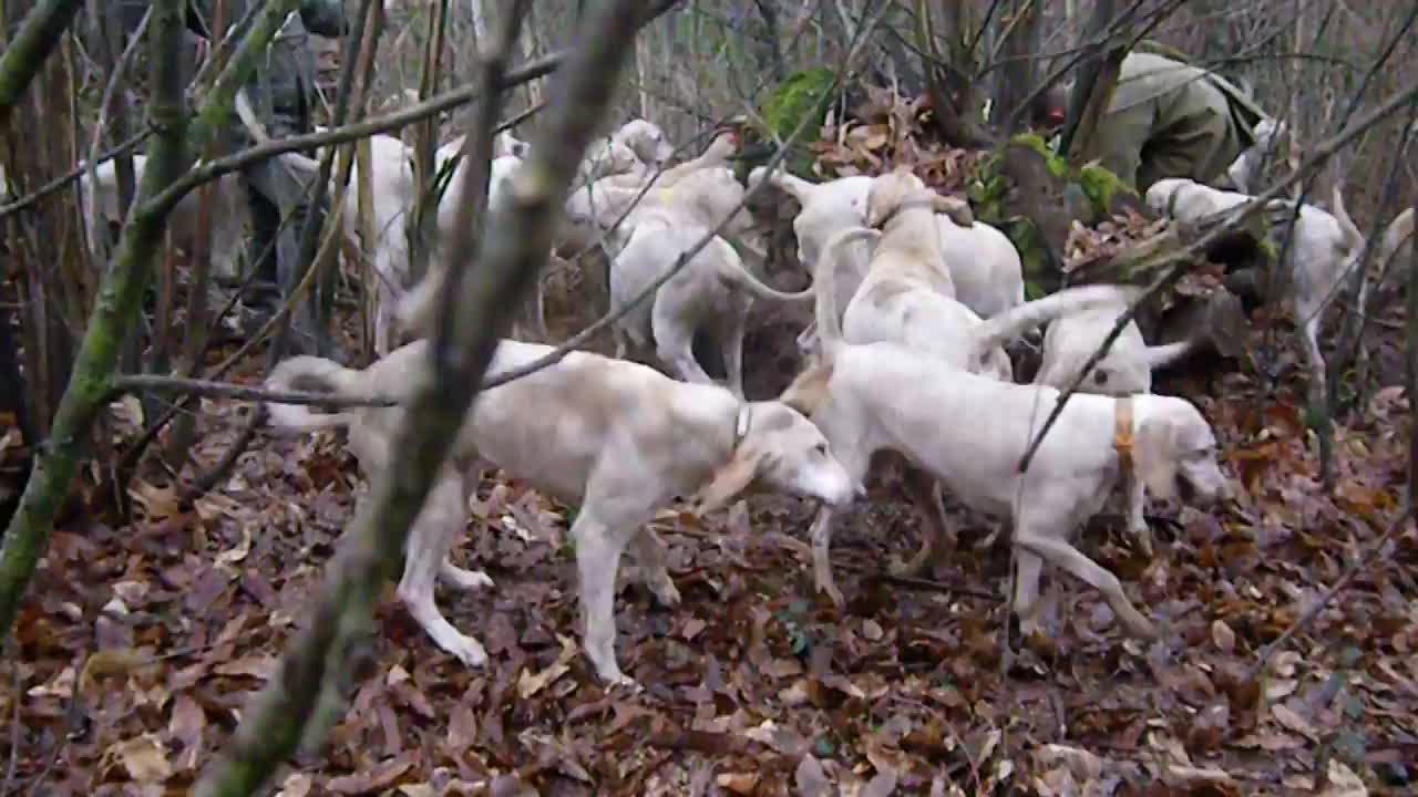 在森林中追捕狐狸的比利猎狗主人吹喇叭指挥行动
