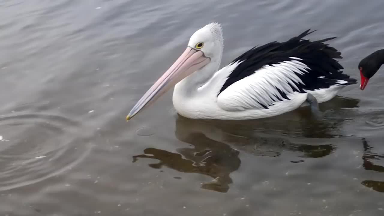 鹈鹕队内训练赛,锡安日常开启碾压模式!