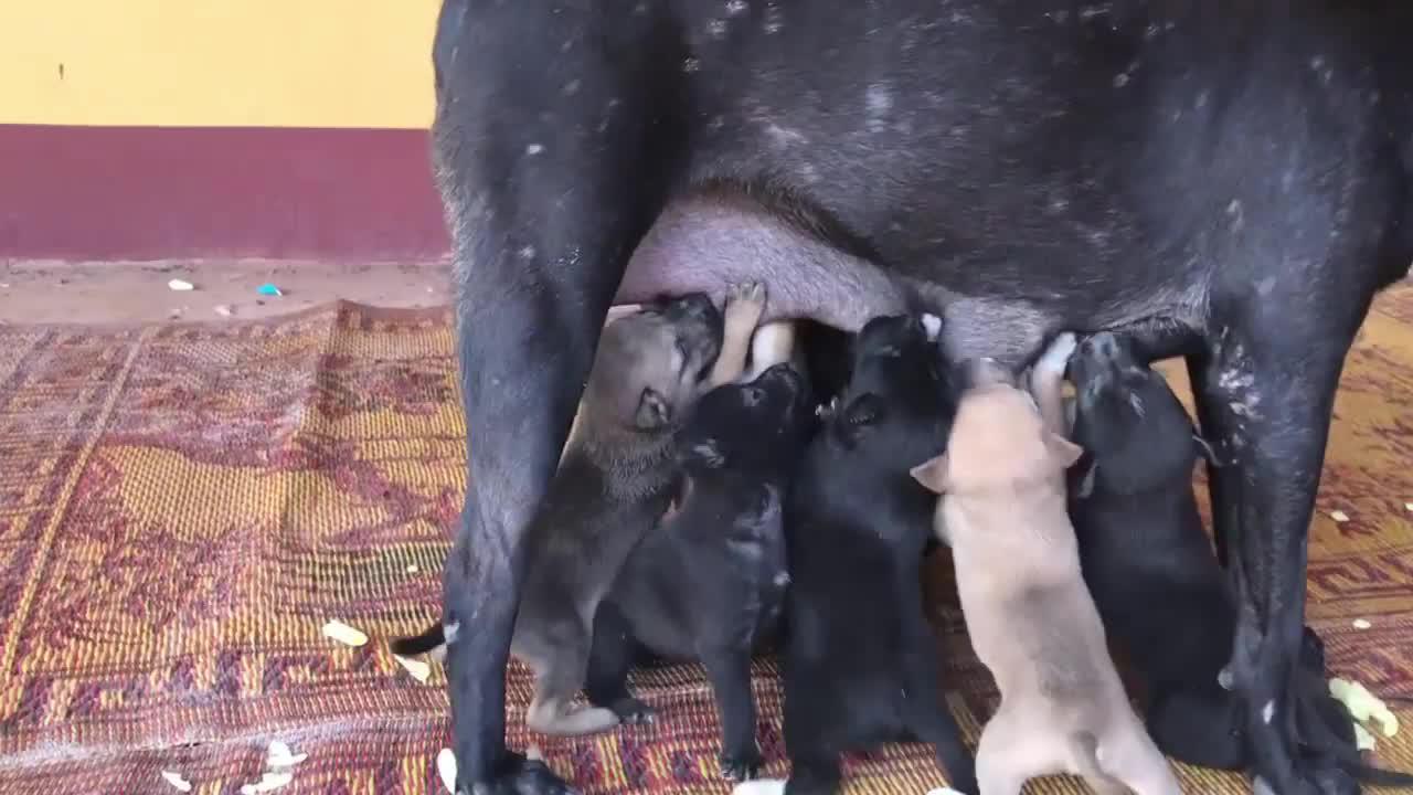 乡村大黑狗,体质出色!站着给一窝饥渴的小奶狗哺乳,轻轻松松