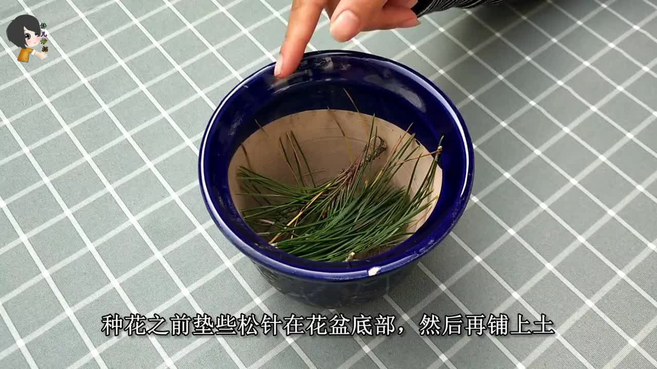农村路边的松针一定要捡些回家剪碎了放花盆太厉害快试试
