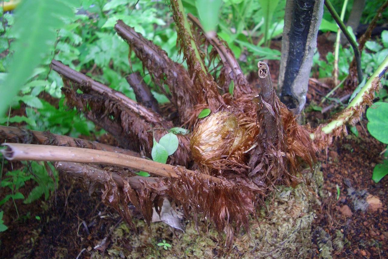农村常见的珠芽狗脊,你认识吗?