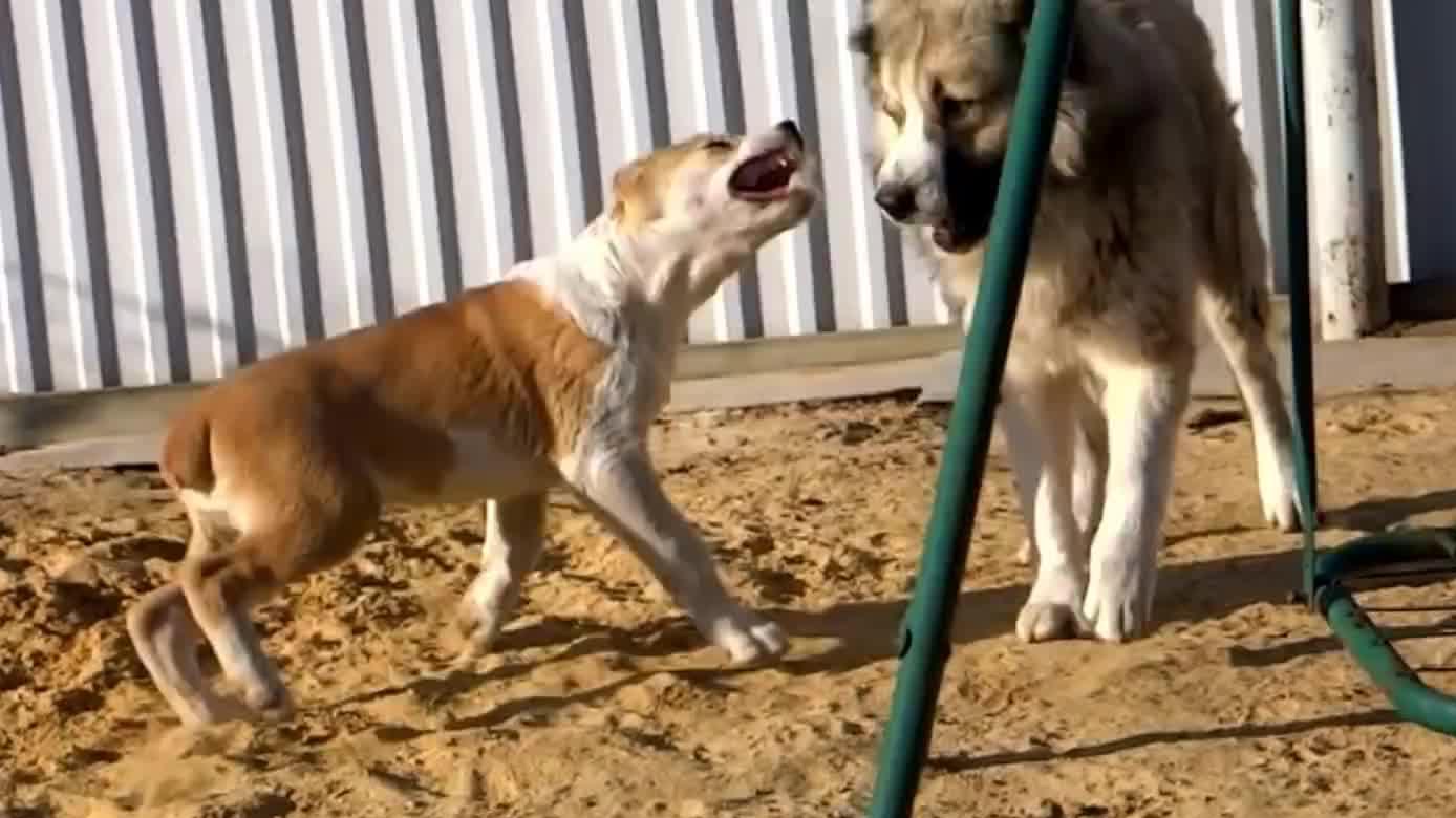 阿拉拜小狗 保护妹妹 怒吼比自己大几倍的成年狗