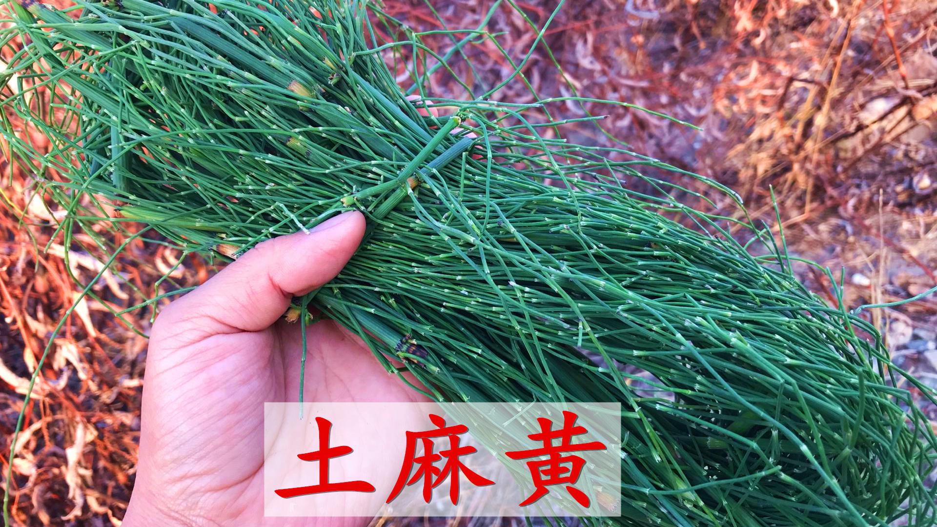 这种植物叫节节草人称"土麻黄",煮水厉害了,家家户户都需要