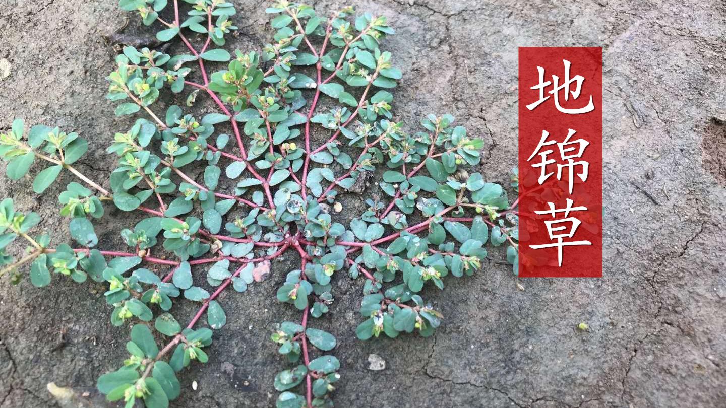 路边遇见别错过它