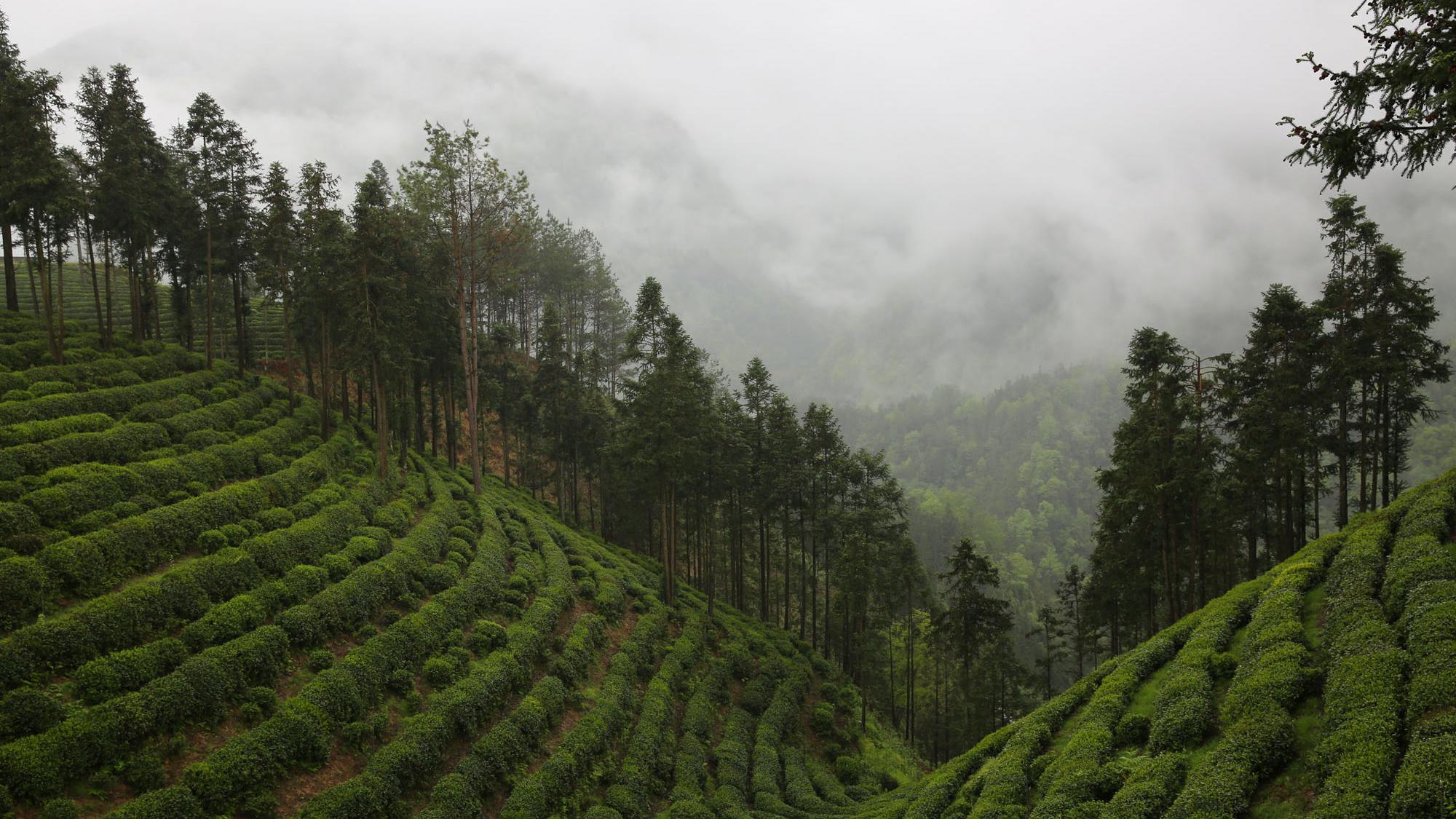 陕西镇巴高山茶园:雨中云雾缥缈,宛如仙境
