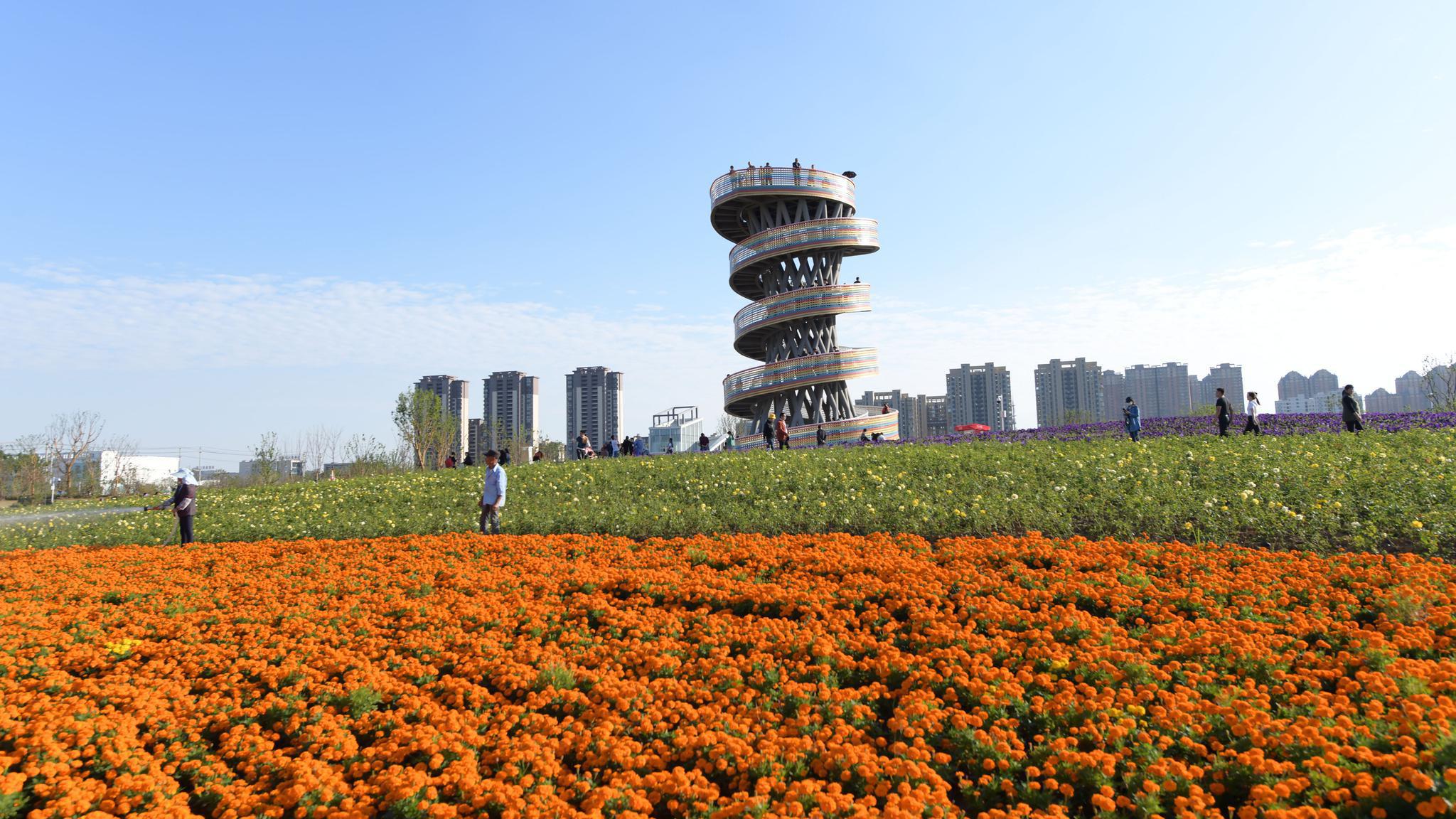 安徽合肥:青年创意田园景色美如画,游客赏花拍照