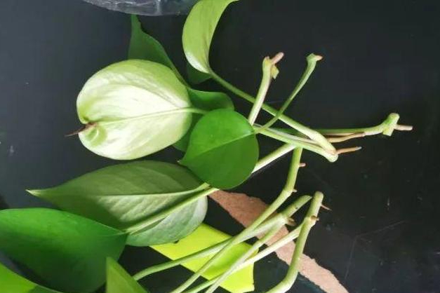 花上长出这种根,别着急剪,有了它花越长越旺盛!|气根|绿萝|气生根_新浪新闻